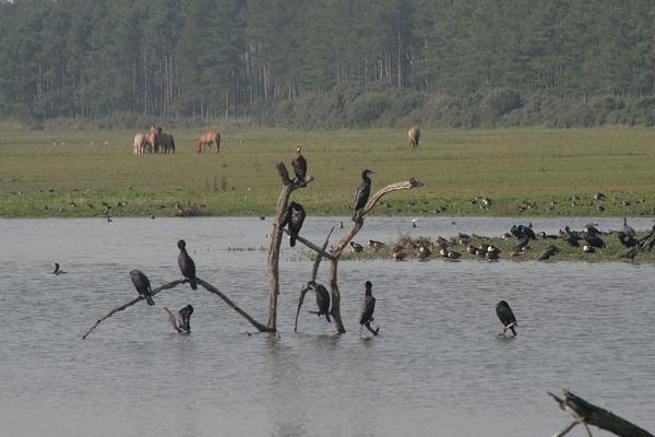 Marquenterre---cormorans_002.JPG