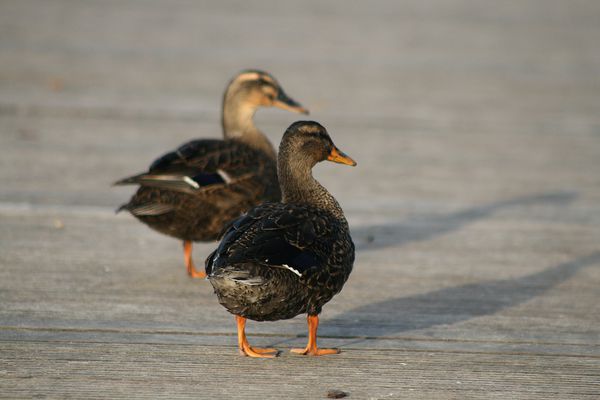 les-oiseaux-au-bord-de-l-eau-8678.JPG