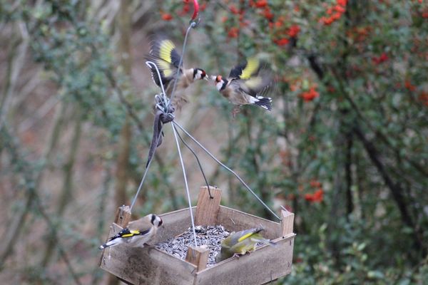 13.12.12-oiseaux-023--Copier-.jpg