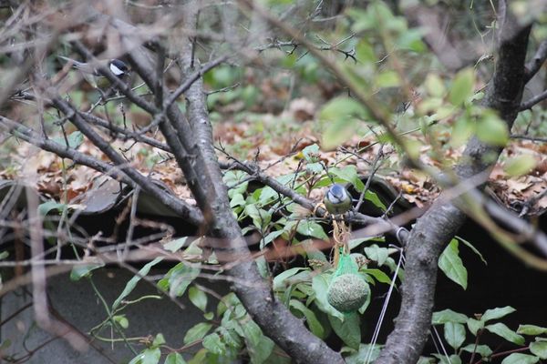 13.12.12-oiseaux-2-016--Copier-.jpg