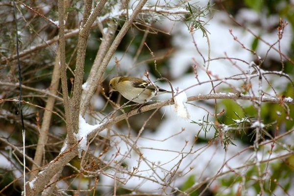 neige----enfants-24.02.13-n-2-035--Copier-.jpg