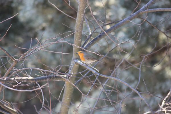 oiseaux-01.2012-002.jpg