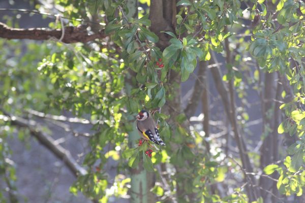 oiseaux-01.2012-005.jpg