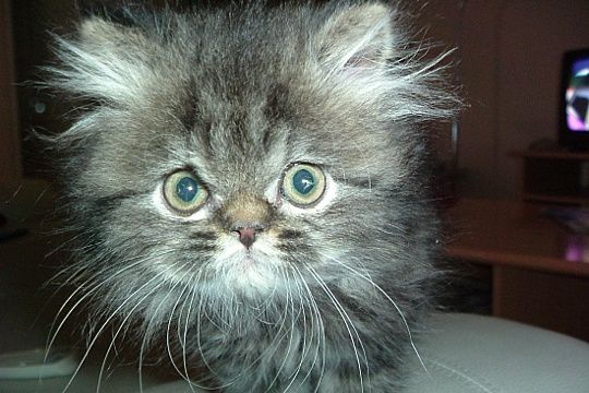 cheveux-herisses-.jpg