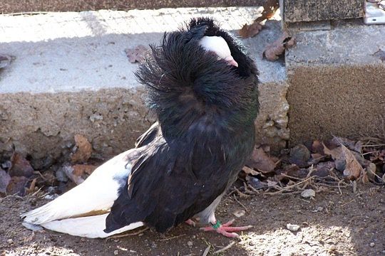 haute-coiffure.jpg