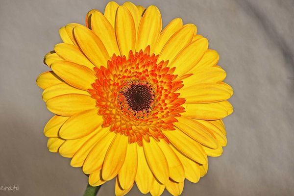 1-novembre-2012-107a.jpg
