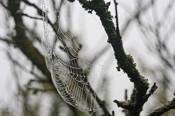 25octobre2012--brouillard--toiles-araignees-017a.jpg