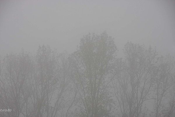25octobre2012--brouillard--toiles-araignees-056a.jpg