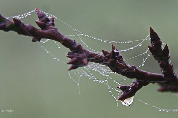 25octobre2012--brouillard--toiles-araignees-061a.jpg