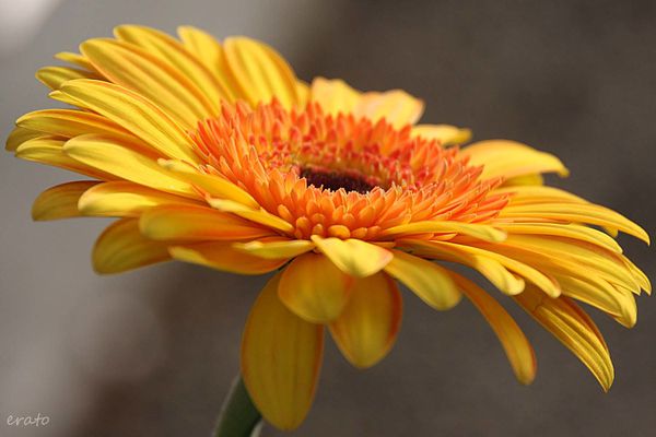 gerbera---032a.jpg