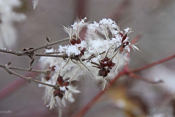 7-decembre-2012---neige-002a.jpg