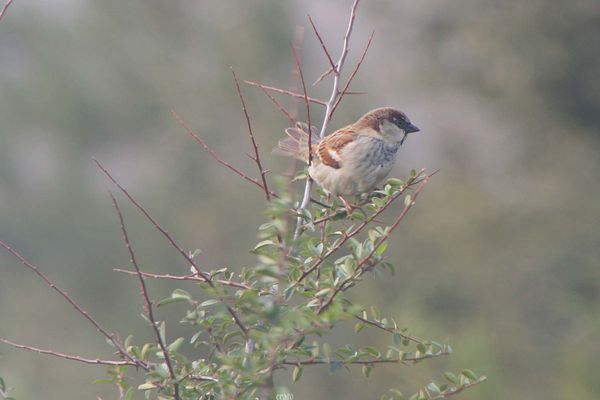 oiseaux-018a.jpg
