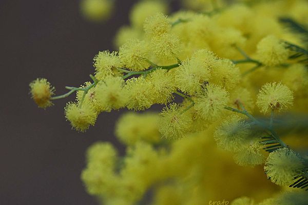 mimosa---janvier-2013-001a.jpg