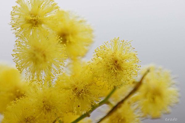 mimosa---janvier-2013-023a.jpg