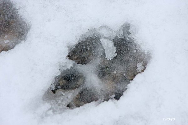 neige-002a.jpg