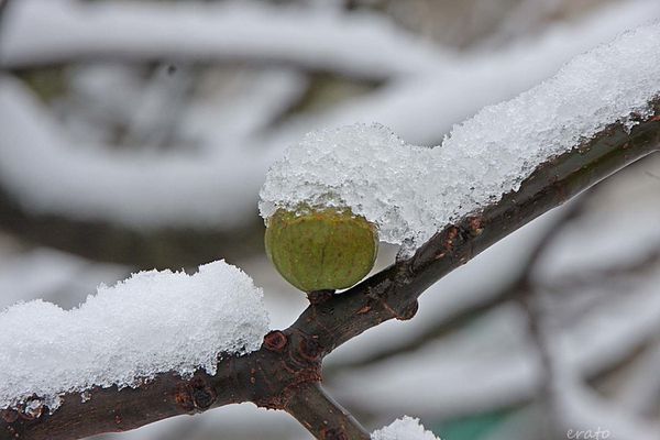 neige-006a.jpg