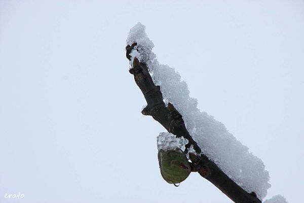 neige-008a.jpg
