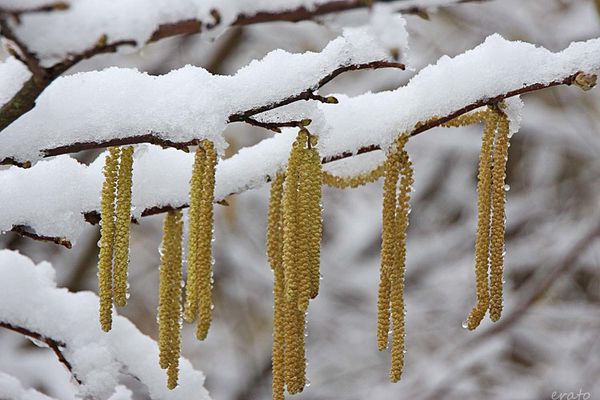neige-037a.jpg