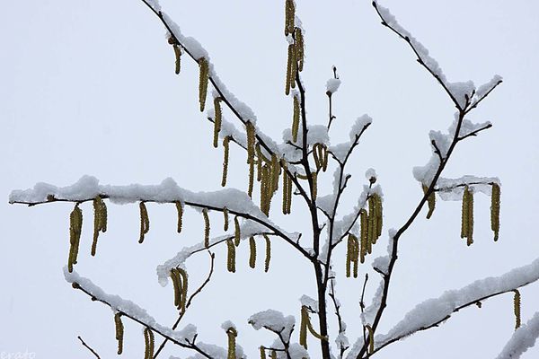 neige-041a.jpg