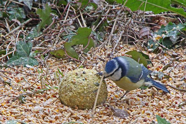 oiseaux---3---090a.jpg
