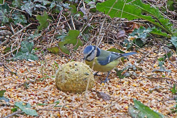 oiseaux---3---125a.jpg