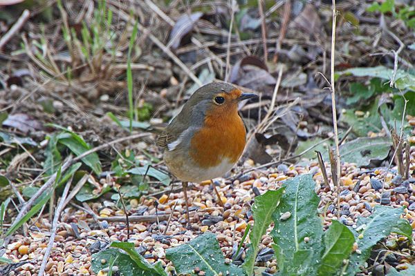 oiseaux-032a.jpg