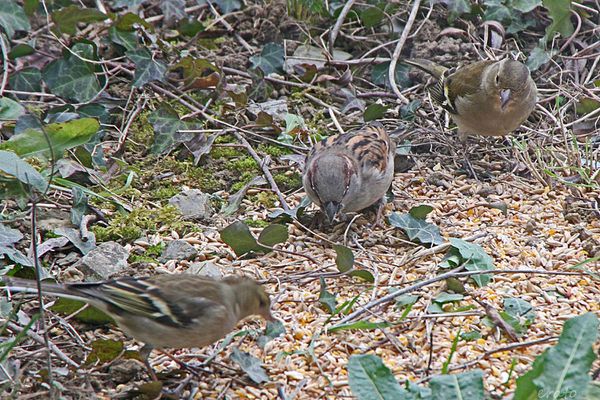 oiseaux-140a.jpg