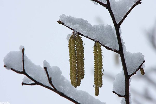 neige-042a.jpg