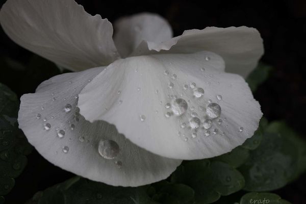 fleurs-006a.jpg