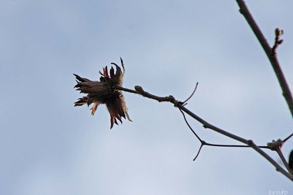 fleurs-014a.jpg