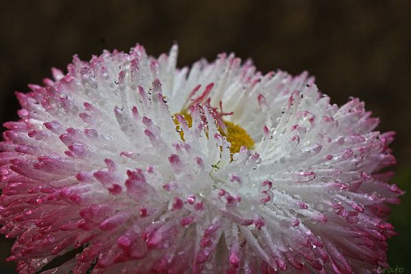 fleurs-018a.jpg