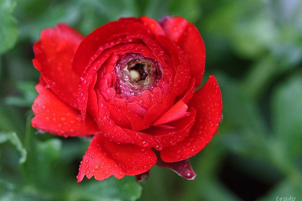 rosee-020a.jpg