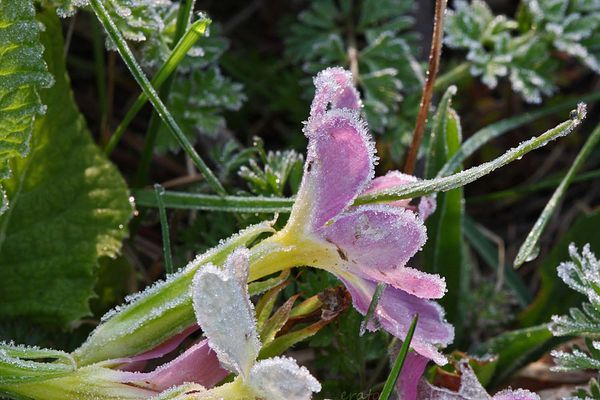 fleurs-022a.jpg