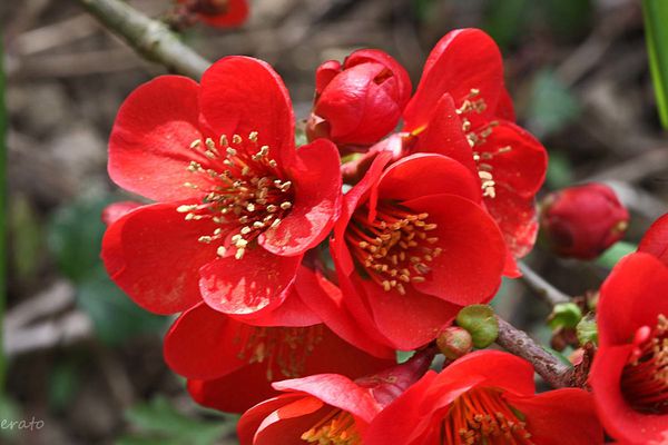 fleurs-028a-copie-2.jpg