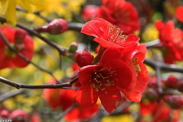 fleurs-031a-copie-2.jpg