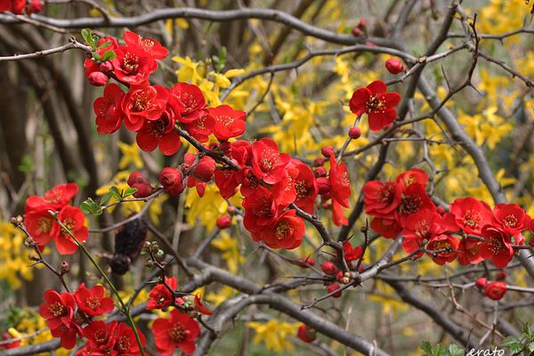 fleurs-040a-copie-1.jpg