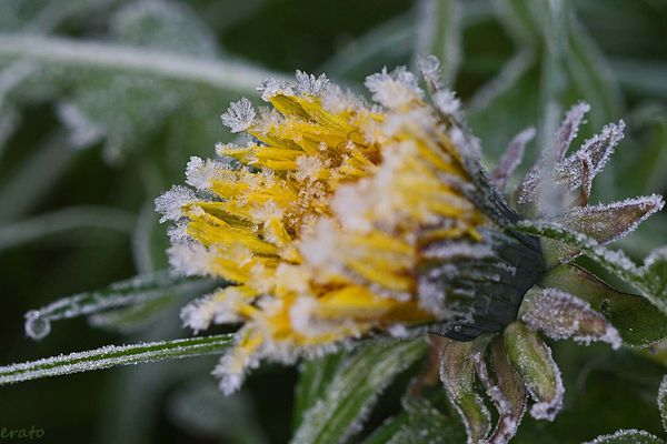 fleurs-042a.jpg