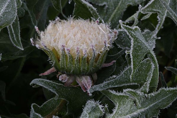 fleurs-053a.jpg