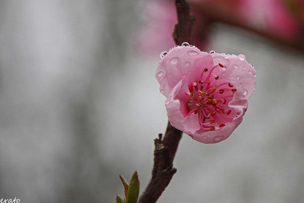 ciel--bourgeons-005a.jpg
