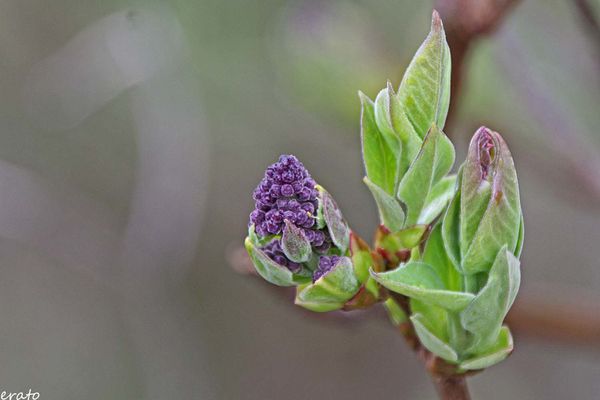 ciel--bourgeons-024a.jpg