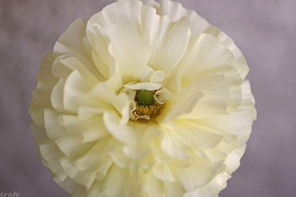 fleurs-020_New1a.jpg