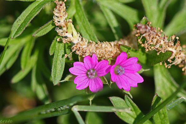 fleurs-021a.jpg