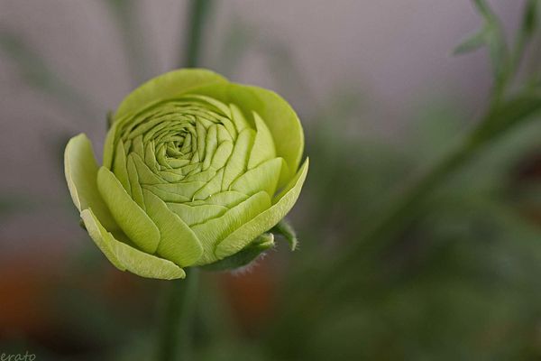 fleurs-022_New3a.jpg