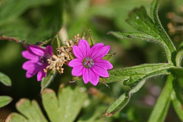 fleurs-023a-copie-2.jpg