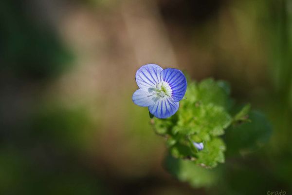 fleurs-026a-copie-1.jpg