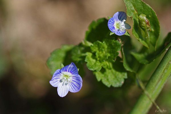 fleurs-027a.jpg