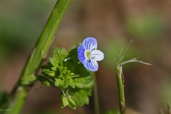 fleurs-029a.jpg