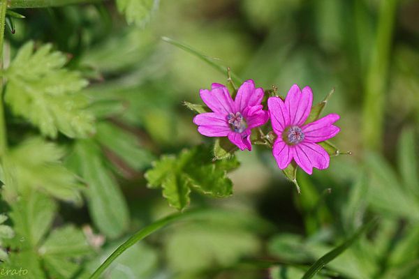 fleurs-030a-copie-1.jpg