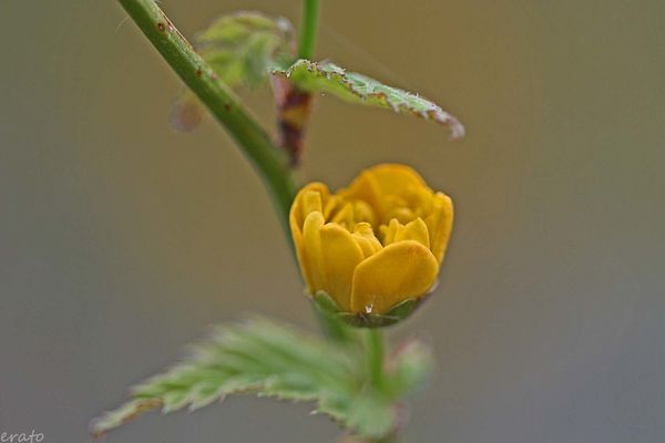 fleurs-044a-copie-1.jpg