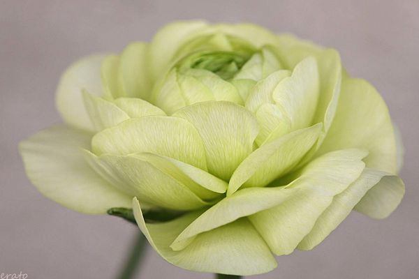 fleurs-046a.jpg